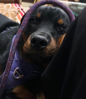 monisha Vijaykumar Instagram - February Dump 💌
1. Just me waiting for my Affogato 🙄🙄🙄🙄
2. My bestfriend and my Bheemie 🫀
3. Someone’s ready for a walkie! 😩
4. All things love❤️(I just had to🤪)
5. Me again💁🏻♀️
6. Shellfish lowkey tried to take me out…..again 🫨
7. Who’s gonna tell Jaali Anna? 😭
8. and it begins! 🎬🎞️🍿
9. “I like the view” 🩷🪽