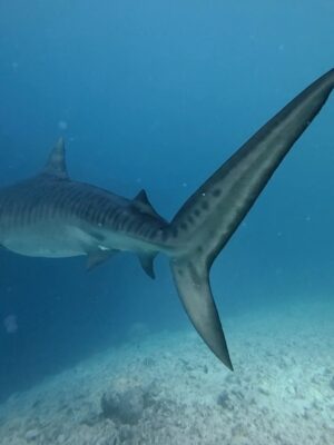 Alizeh Agnihotri Instagram - 🦈 week
