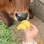 Kashish Singh