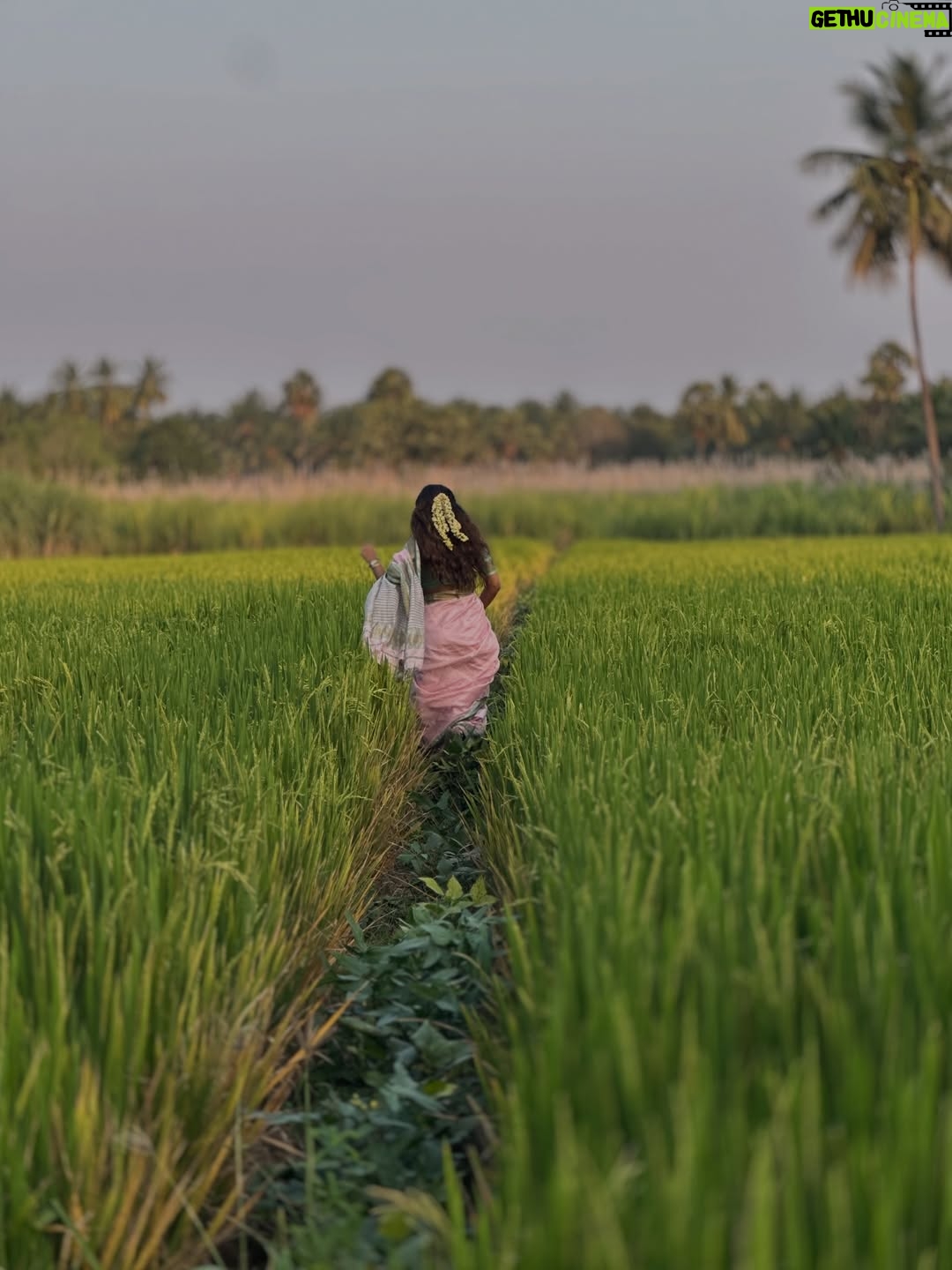 Keerthi Pandian - 168.9K Likes - Pongal in #Erode ♥️ 

Best 📸 @ashokselvan 

#pink #saree #village #thottam
