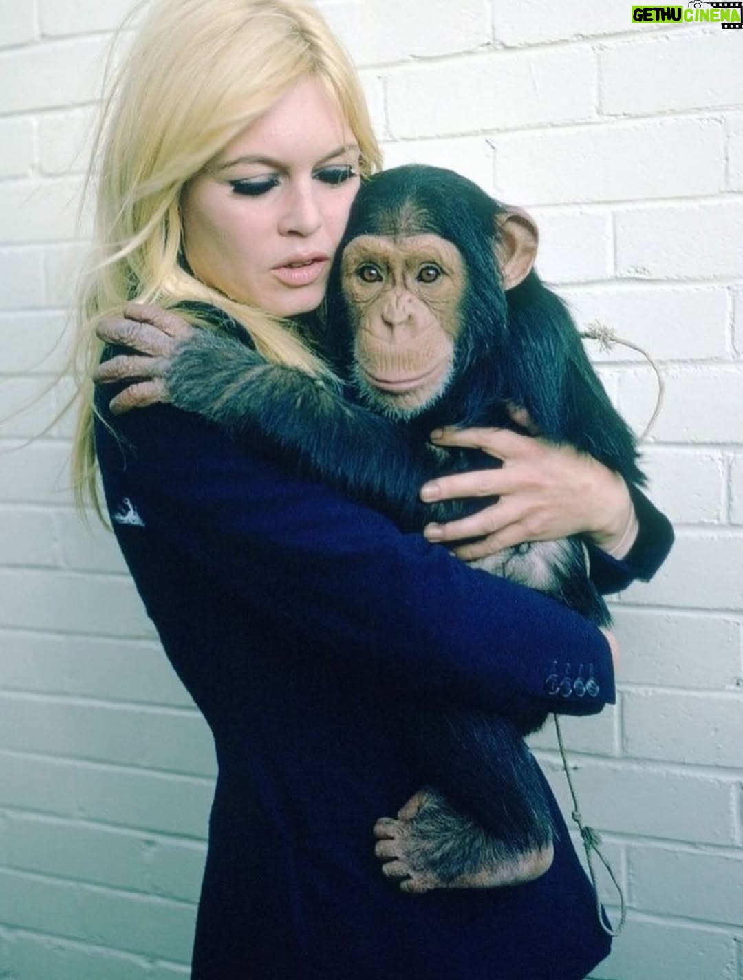 Laura Smet - 13.1K Likes - Que Dieu vous garde 🙏 chère Brigitte Bardot, on va essayer d'être à la hauteur pour la suite de votre combat pour la protection des animaux 🙏♥️ #icon #cinema #brigittebardot #restinpeace🕊️