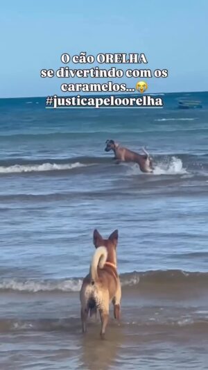 Letícia Sabatella Instagram - #justiçapororelha ! Dignidade para todos! Cura da sociedade que tolera abuso , violência, impunidade e privilégios acima da lei, dessensibilizando pessoas e permitindo rituais de horror , de tortura contra as mais iluminadas , singelas, delicadas formas de vida.
