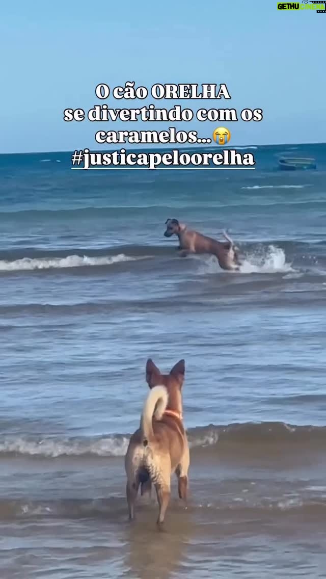 Letícia Sabatella - 27.7K Likes - #justiçapororelha ! Dignidade para todos! Cura da sociedade que tolera abuso , violência, impunidade e privilégios acima da lei, dessensibilizando pessoas e permitindo rituais de horror , de tortura contra as mais iluminadas , singelas, delicadas formas de vida.