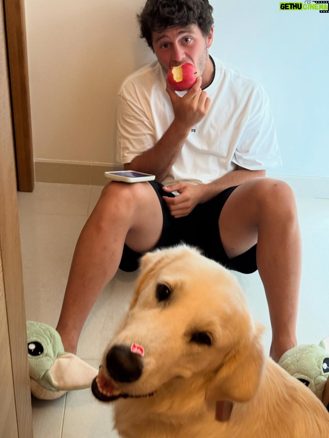 Madalena Aragão - 78K Likes - Faz hoje um ano que te adotamos e foi a melhor escolha da nossa vida 🧡 amo-te bala 🧡 ou de uma maneira que tu percebas, woof woof woof woof 🧡