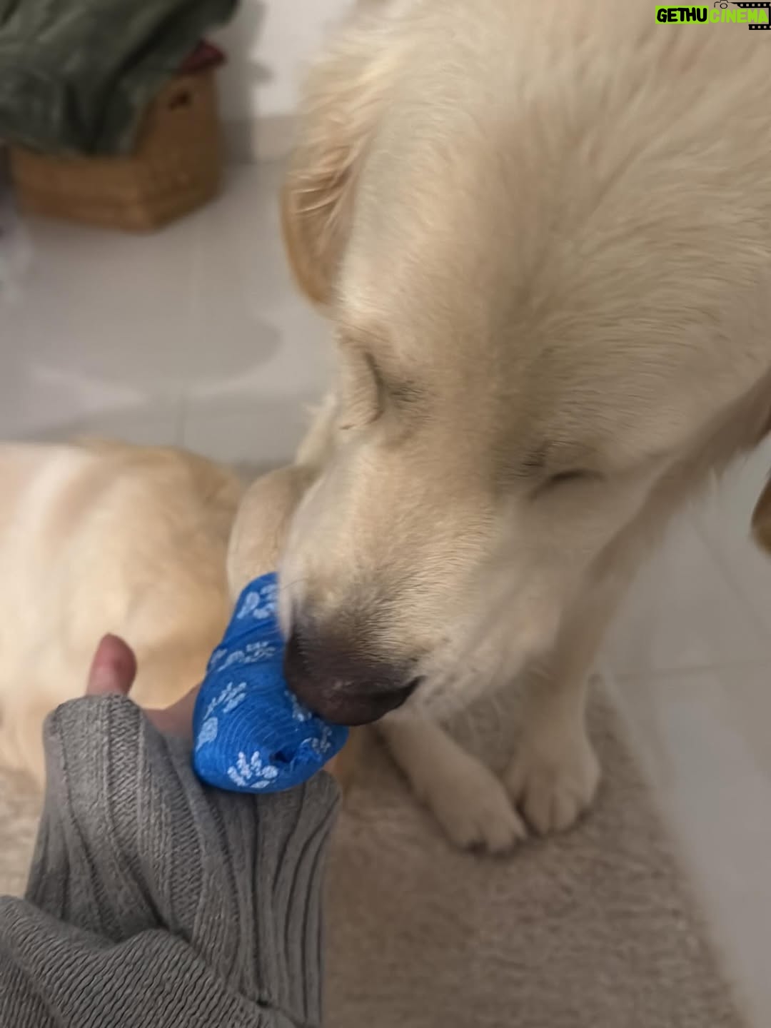 Madalena Aragão - 78K Likes - Faz hoje um ano que te adotamos e foi a melhor escolha da nossa vida 🧡 amo-te bala 🧡 ou de uma maneira que tu percebas, woof woof woof woof 🧡