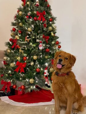 Maura Rivera Instagram - Nada más lindo que compartir con la familia esta fecha tan especial y mágica. Que la Navidad sea momento de agradecer ,bendecir e iluminar cada hogar. 
Feliz Navidad para todos🎄❤️ ✨