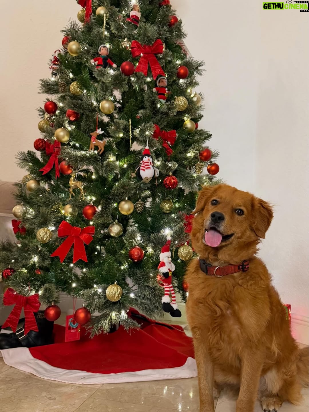 Maura Rivera - 43.4K Likes - Nada más lindo que compartir con la familia esta fecha tan especial y mágica. Que la Navidad sea momento de agradecer ,bendecir e iluminar cada hogar. 
Feliz Navidad para todos🎄❤️ ✨