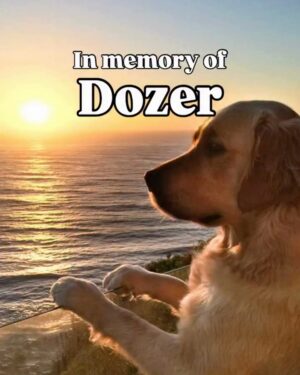 Mia Freedman Instagram - Australia is grieving it’s favourite dog. Nagi, we’re so sorry for your loss. ❤️

Today on the show we talk about the very specific grief of losing a pet.