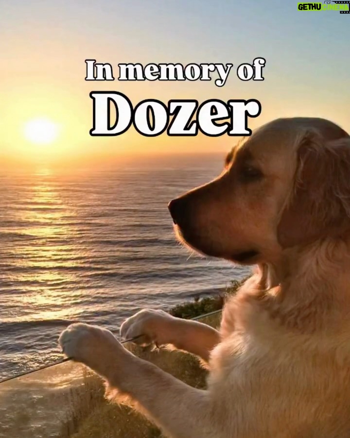 Mia Freedman - 6.1K Likes - Australia is grieving it’s favourite dog. Nagi, we’re so sorry for your loss. ❤️

Today on the show we talk about the very specific grief of losing a pet.