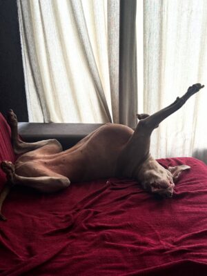 Pitty Instagram - plácida. (ou não)