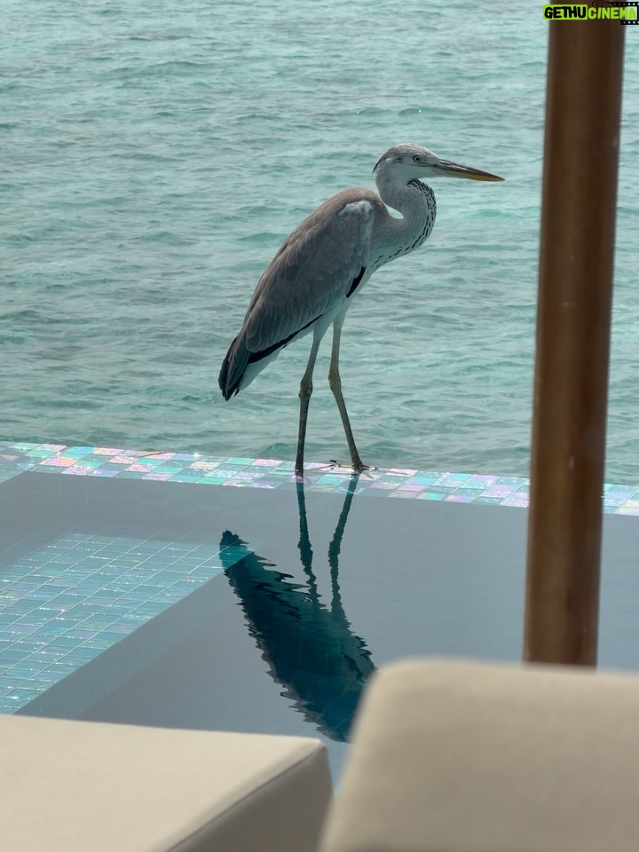 Pooja Batra - 25.8K Likes - Finding my glow as the sun dips right into the turquoise waters of the #Maldives 🧘‍♀️🌊. It’s perfect as is at @avanimaldives 
#housereef #atoll #firstholiday #2026