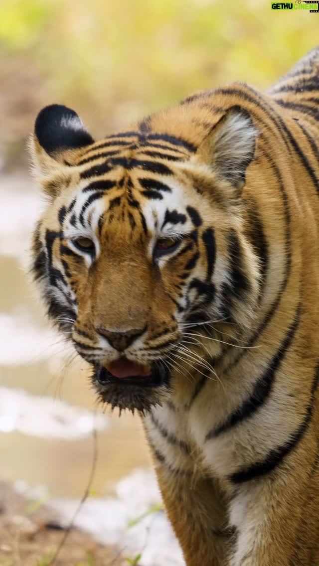Priya Ahuja - 28.9K Likes - From comfort to goosebumps 🌿 Tadoba gave us an incredible safari experience—kids soaking in nature and a magical sighting of tigress Choti Rani 🐯✨

Thanks @footloose_nomads for organising this wonderful n smooth Trip 

( nature jungle safari Tadoba family time adventure) 
#nature #adventure #tadoba #familytime #safari #junglesafari