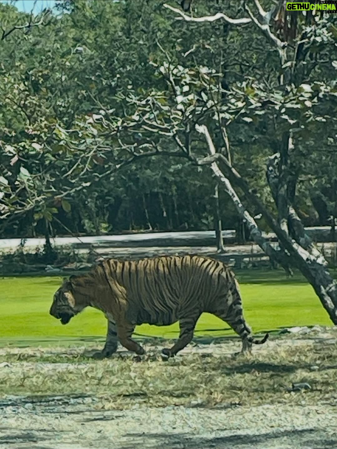 Priya Choudhury - 19.5K Likes - Some places give you photos, others give you feelings. Safari World Bangkok gave us both. A day filled with curiosity, smiles, and moments that felt alive. Grateful for experiences that turn into beautiful memories 🌿🐾🦒🦓🦁🐅