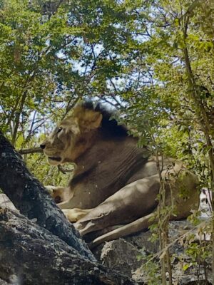 Priya Choudhury Instagram - Some places give you photos, others give you feelings. Safari World Bangkok gave us both. A day filled with curiosity, smiles, and moments that felt alive. Grateful for experiences that turn into beautiful memories 🌿🐾🦒🦓🦁🐅