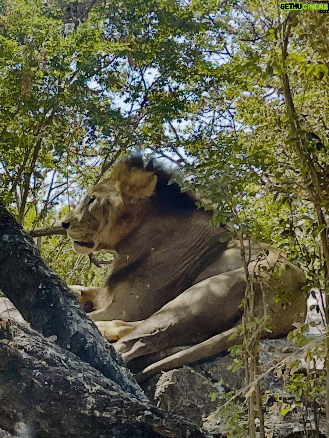 Priya Choudhury - 19.5K Likes - Some places give you photos, others give you feelings. Safari World Bangkok gave us both. A day filled with curiosity, smiles, and moments that felt alive. Grateful for experiences that turn into beautiful memories 🌿🐾🦒🦓🦁🐅