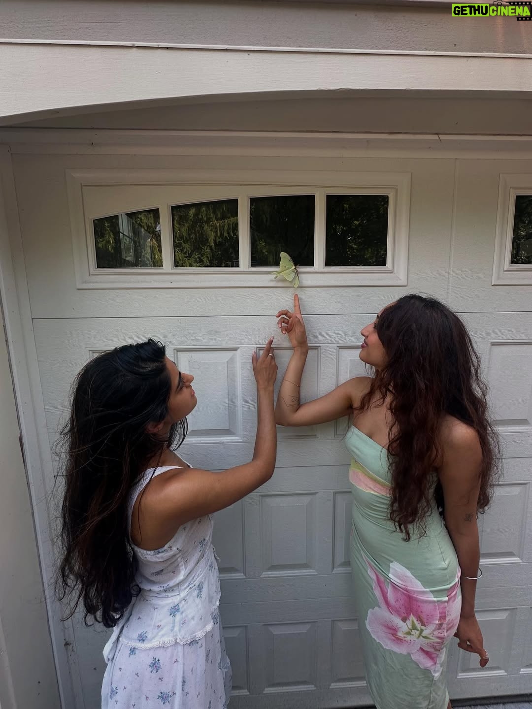 Raveena Aurora - 55.7K Likes - MAMA CAME BACK TO GIVE US A SIGN😭🦋🦋 after I was searching for the rare luna moth to see in person for the last 3 years - she appeared resting on our garage door for hours -  the same day we brought moms ashes home. All the magical coincidences of me also wearing a Luna moth dress on this day, of Pluto (the song about coming back after death as a butterfly) being her favorite song and the last song of mine she asked me to sing to her before she passed, of the same butterfly being sprawled all over the album covers and merch and now tattooed on my body, and the fact that it’s  so rare to see the Luna moth in person because of its nocturnal nature … it’s all too perfect and magical 🩵 Im starting to feel my angel all around me , even thru the endless tears 😭😭😭😭😭😭