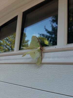 Raveena Aurora Instagram - MAMA CAME BACK TO GIVE US A SIGN😭🦋🦋 after I was searching for the rare luna moth to see in person for the last 3 years - she appeared resting on our garage door for hours -  the same day we brought moms ashes home. All the magical coincidences of me also wearing a Luna moth dress on this day, of Pluto (the song about coming back after death as a butterfly) being her favorite song and the last song of mine she asked me to sing to her before she passed, of the same butterfly being sprawled all over the album covers and merch and now tattooed on my body, and the fact that it’s  so rare to see the Luna moth in person because of its nocturnal nature … it’s all too perfect and magical 🩵 Im starting to feel my angel all around me , even thru the endless tears 😭😭😭😭😭😭
