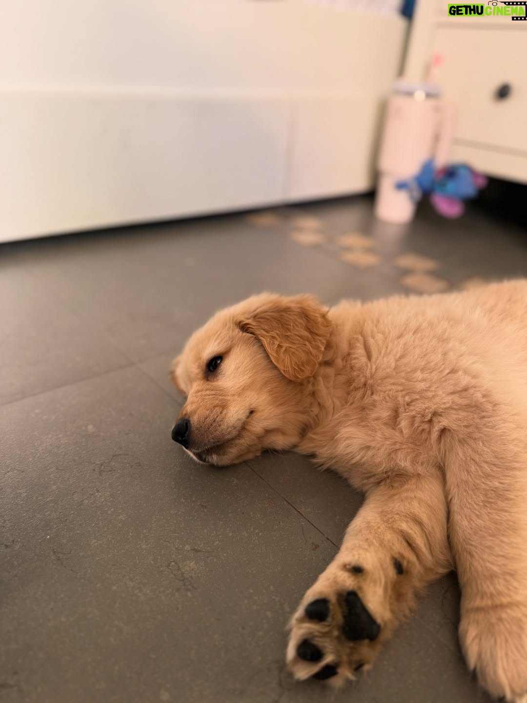 Yogita Bihani - 35.9K Likes - welcome home my little ‘Pici’. 🐾❣️🐶
(Pici like the pasta!!) 🍝