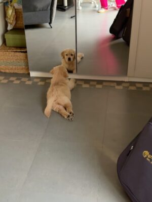 Yogita Bihani Instagram - welcome home my little ‘Pici’. 🐾❣️🐶
(Pici like the pasta!!) 🍝