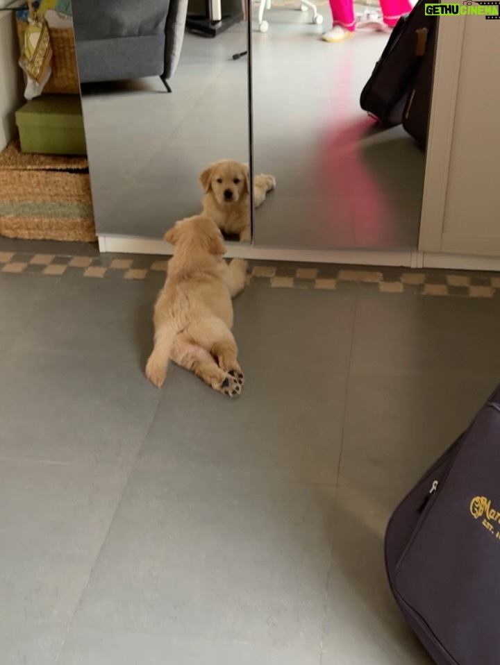 Yogita Bihani - 35.9K Likes - welcome home my little ‘Pici’. 🐾❣️🐶
(Pici like the pasta!!) 🍝