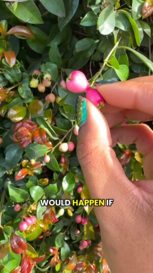 Alexis Nikole Nelson Instagram - Making jelly with Los Angeles lilly pillies!! Forever jealous of all the winter foraging in LA, so I’m glad I got to do a wee bit while I was there for like 48hrs 😆 also shoutout to america’s pod father @alieward for gathering berries on the red carpet with me like a true friend!!! And to @keith_lee125 for still being nice to me even when I’m a lil free fruit gremlin at events!