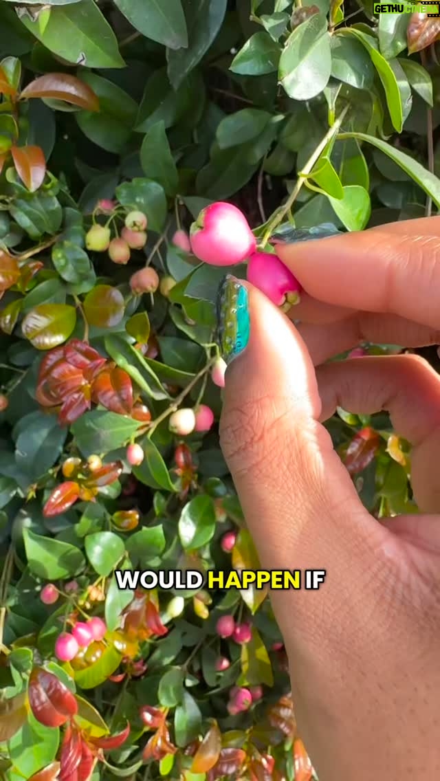 Alexis Nikole Nelson - 149.2K Likes - Making jelly with Los Angeles lilly pillies!! Forever jealous of all the winter foraging in LA, so I’m glad I got to do a wee bit while I was there for like 48hrs 😆 also shoutout to america’s pod father @alieward for gathering berries on the red carpet with me like a true friend!!! And to @keith_lee125 for still being nice to me even when I’m a lil free fruit gremlin at events!