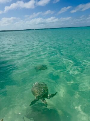 Ali Larter Instagram - On the eve of my big birthday, loved ones gathered for an unforgettable weekend in my happy place. A huge thank you to my incredible friends and husband for planning this and making me feel so special. I was overwhelmed by the joy, laughter, shared love, and beautiful connections. One for the memory books. Heart is overflowing. ✨🇧🇸✨