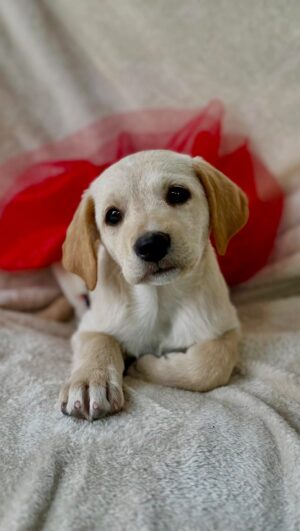 Alicia Mercado Instagram - ADOPTAR ES UN ACTO DE AMOR, porque transforma vidas: la del peque y la de toda tu familia 💛. 

INFORMACIÓN 🐶
- Edad: 4 meses
- Peso: 7 kg - 10 kg
- Salud: Desparasitados internamente
 y con antipulgas al día.
- Serán de tamaño mediano.

1. Rosé (Adoptda)
2. Sofía (Adoptada)
3. Olivia 
4. Isabella (Adoptada)
5. Matías
6. Rafael
7. Alfredo (Adoptado)
8. Lucas

Adopción responsable
Requisitos:
• Mayores de 25 años.
• Casa o dpt. Propio. (Si el Dpt. Alquilado, el propietario del inmueble deberá autorizar la llegada del peque)
• Llenar el cuestionario de adopción.
• Aceptar seguimientos (fotos, videos, visitas).
• Firmar el contrato de adopción.
• Copia del DNI con la dirección actualizada.

Priorizamos a adoptantes que no vivan en distritos con alta tasa de animales callejeros o en estado de abandono 🧐

*Todos los requisitos deben ser cumplidos
 y respetados*
Si cumples con todos los requisitos, escribenos al al Dm o al 967885779
(solo mensajes)

Nuestra prioridad siempre será velar por la seguridad y bienestar de cada pequeño. Cada vida importa. 
.
.
.

¿No puedes adoptar? ¡No te preocupes!
- Apadrina a un cachorro o dona sacos de alimento para cuidar su salud y bienestar.

✨ Unidos somos más fuertes ✨

¡Si te encantaron los cachorros, ayúdalos a encontrar buenos hogares, compartiendo y reaccionando al video para que puedan llegar a más personas y así logren ser adoptados pronto!