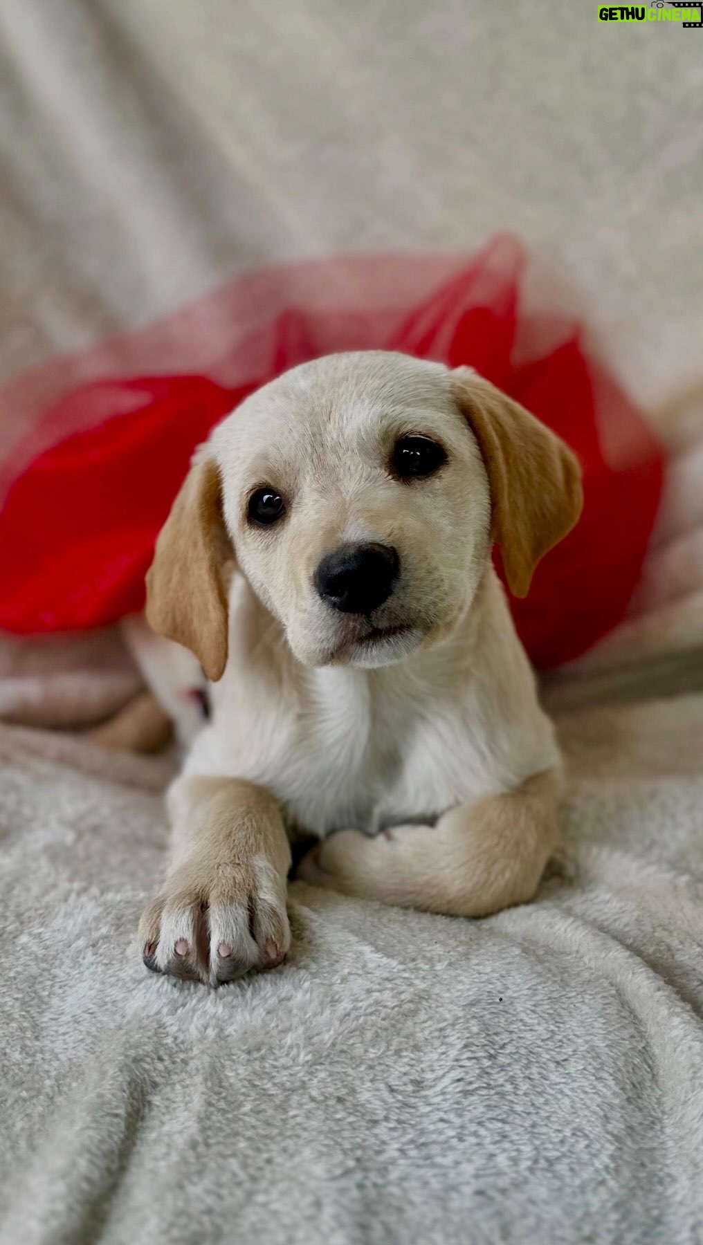 Alicia Mercado - 1.7K Likes - ADOPTAR ES UN ACTO DE AMOR, porque transforma vidas: la del peque y la de toda tu familia 💛. 

INFORMACIÓN 🐶
- Edad: 4 meses
- Peso: 7 kg - 10 kg
- Salud: Desparasitados internamente
 y con antipulgas al día.
- Serán de tamaño mediano.

1. Rosé (Adoptda)
2. Sofía (Adoptada)
3. Olivia 
4. Isabella (Adoptada)
5. Matías
6. Rafael
7. Alfredo (Adoptado)
8. Lucas

Adopción responsable
Requisitos:
• Mayores de 25 años.
• Casa o dpt. Propio. (Si el Dpt. Alquilado, el propietario del inmueble deberá autorizar la llegada del peque)
• Llenar el cuestionario de adopción.
• Aceptar seguimientos (fotos, videos, visitas).
• Firmar el contrato de adopción.
• Copia del DNI con la dirección actualizada.

Priorizamos a adoptantes que no vivan en distritos con alta tasa de animales callejeros o en estado de abandono 🧐

*Todos los requisitos deben ser cumplidos
 y respetados*
Si cumples con todos los requisitos, escribenos al al Dm o al 967885779
(solo mensajes)

Nuestra prioridad siempre será velar por la seguridad y bienestar de cada pequeño. Cada vida importa. 
.
.
.

¿No puedes adoptar? ¡No te preocupes!
- Apadrina a un cachorro o dona sacos de alimento para cuidar su salud y bienestar.

✨ Unidos somos más fuertes ✨

¡Si te encantaron los cachorros, ayúdalos a encontrar buenos hogares, compartiendo y reaccionando al video para que puedan llegar a más personas y así logren ser adoptados pronto!