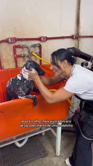 Aline Mineiro Instagram - você acha que devemos trazer mais celebridades para nos ajudar a dar visibilidade para cães que estão há muito tempo nos abrigos? 🥹

 Juju foi a 1° participante do nosso quadro “Banho de AUmor Celebridades 🐶🚿✨”, onde levamos os cachorrinhos que vivem há muito tempo nos abrigos para tomar o banho que talvez mude as suas vidas.

Juju está em São Paulo, tem cerca de 2 aninhos, é de porte pequeno e já foi castrada e vacinada

Nosso agradecimento para @casa_itpet que cedeu o espaço para mudarmos a vida da Juju 🩵

Entrevistas de adoção responsável estão sendo feitas via app da Hyppet.

#cachorro #adoção #sp