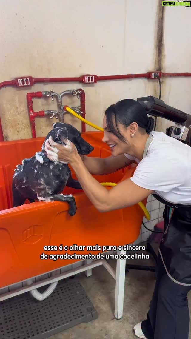 Aline Mineiro - 2.4K Likes - você acha que devemos trazer mais celebridades para nos ajudar a dar visibilidade para cães que estão há muito tempo nos abrigos? 🥹

 Juju foi a 1° participante do nosso quadro “Banho de AUmor Celebridades 🐶🚿✨”, onde levamos os cachorrinhos que vivem há muito tempo nos abrigos para tomar o banho que talvez mude as suas vidas.

Juju está em São Paulo, tem cerca de 2 aninhos, é de porte pequeno e já foi castrada e vacinada

Nosso agradecimento para @casa_itpet que cedeu o espaço para mudarmos a vida da Juju 🩵

Entrevistas de adoção responsável estão sendo feitas via app da Hyppet.

#cachorro #adoção #sp