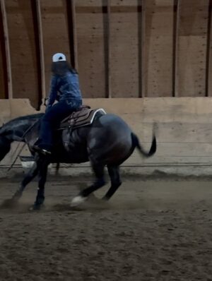 Alisha Newton Instagram - Apparently the solution was buying a horse. This is Eddie / Lookin At Blu Rey šš„¹
