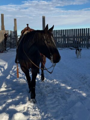 Alisha Newton Instagram - Apparently the solution was buying a horse. This is Eddie / Lookin At Blu Rey 💙🥹