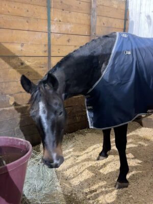 Alisha Newton Instagram - Apparently the solution was buying a horse. This is Eddie / Lookin At Blu Rey šš„¹