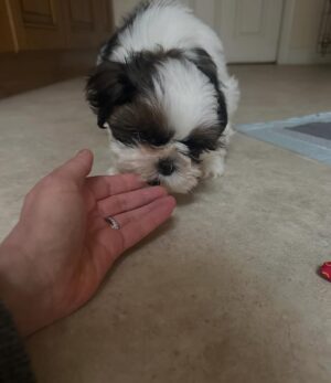 Amy Huberman Instagram - Kicking Blue Monday in the butt in the form of my Mumâs new squinchy lil puppy đŠľđ𼚠STAD NA SOILSE!
Of course her official title shall be âCutie Cutie Fluffington Button Head Squidge Nose Munckin Face Dinky Dinkster Dote Bucket The Thirdâ
But any name suggestions if mum needs to just call her in from the garden?