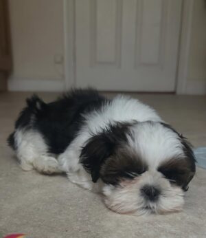 Amy Huberman Instagram - Kicking Blue Monday in the butt in the form of my Mumâs new squinchy lil puppy đŠľđ𼚠STAD NA SOILSE!
Of course her official title shall be âCutie Cutie Fluffington Button Head Squidge Nose Munckin Face Dinky Dinkster Dote Bucket The Thirdâ
But any name suggestions if mum needs to just call her in from the garden?