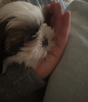 Amy Huberman Instagram - Kicking Blue Monday in the butt in the form of my Mumâs new squinchy lil puppy đŠľđ𼚠STAD NA SOILSE!
Of course her official title shall be âCutie Cutie Fluffington Button Head Squidge Nose Munckin Face Dinky Dinkster Dote Bucket The Thirdâ
But any name suggestions if mum needs to just call her in from the garden?