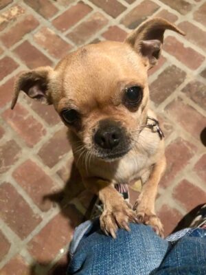 Angie Harmon Instagram - Our precious Daisy crossed the rainbow bridge & we are heartbroken… but we know Ollie was there to greet her. 

The littlest feet make the biggest footprints on our hearts. 

🌈🕊️🐶🐾