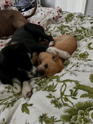 Angie Harmon Instagram - Our precious Daisy crossed the rainbow bridge & we are heartbroken… but we know Ollie was there to greet her. 

The littlest feet make the biggest footprints on our hearts. 

🌈🕊️🐶🐾