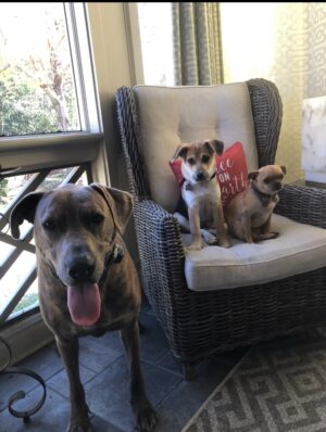 Angie Harmon Instagram - Our precious Daisy crossed the rainbow bridge & we are heartbroken… but we know Ollie was there to greet her. 

The littlest feet make the biggest footprints on our hearts. 

🌈🕊️🐶🐾
