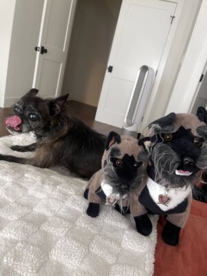 April Jeanette Mendez Instagram - Thank you all who donated to animal rescue org @pawschicago in Larry’s memory.

Over a decade ago our Larry Talbot was surrendered there for doing the most. Multiple fosters gave up on him, one stating on record “I cannot allow this chaos in my home any longer”. A professional trainer called him “a lost cause”. He survived abuse and abandonment and was just misunderstood. We knew he was perfect for us. He snuggled on his terms, like a prickly cat. He stole entire pizzas and donuts off countertops and swallowed them whole like a snake. One time a little abuela saw him on the street, clutched her chest, and yelled “El Chupacabra!” He helped get me out of the deepest depressive cycles and was the center of my happiest days. He went from discarded underdog to having his face plastered across billboards, the United Center, ASPCA campaigns, Rolling Stone, and had more action figures, merchandise, and fan art than most pro athletes. In his golden years, he grew the long beard of a wise wizard and became velcro, permanently attached to my lap. It was the greatest honor to become his emotional support after he spent so long being mine. I just know he’s now with my other furry angels Mugsy and Nacho, causing absolute f-ing mayhem. 

I am not okay, half my heart is gone. I get really quiet and private during the hard stuff but I wanted to come on here and say, if you need a best friend who will make every day brighter, who will save your life right back, please adopt don’t shop. Rescue dogs are a special kind of magic.