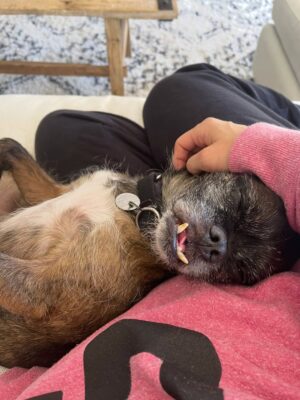April Jeanette Mendez Instagram - Thank you all who donated to animal rescue org @pawschicago in Larry’s memory.

Over a decade ago our Larry Talbot was surrendered there for doing the most. Multiple fosters gave up on him, one stating on record “I cannot allow this chaos in my home any longer”. A professional trainer called him “a lost cause”. He survived abuse and abandonment and was just misunderstood. We knew he was perfect for us. He snuggled on his terms, like a prickly cat. He stole entire pizzas and donuts off countertops and swallowed them whole like a snake. One time a little abuela saw him on the street, clutched her chest, and yelled “El Chupacabra!” He helped get me out of the deepest depressive cycles and was the center of my happiest days. He went from discarded underdog to having his face plastered across billboards, the United Center, ASPCA campaigns, Rolling Stone, and had more action figures, merchandise, and fan art than most pro athletes. In his golden years, he grew the long beard of a wise wizard and became velcro, permanently attached to my lap. It was the greatest honor to become his emotional support after he spent so long being mine. I just know he’s now with my other furry angels Mugsy and Nacho, causing absolute f-ing mayhem. 

I am not okay, half my heart is gone. I get really quiet and private during the hard stuff but I wanted to come on here and say, if you need a best friend who will make every day brighter, who will save your life right back, please adopt don’t shop. Rescue dogs are a special kind of magic.