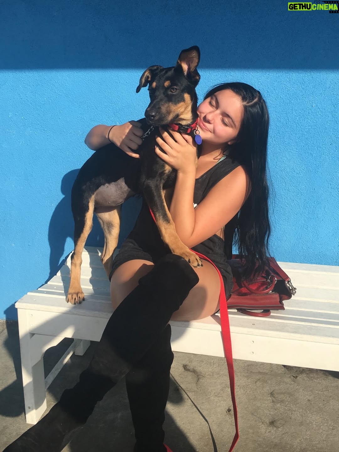 Ariel Winter - 421.9K Likes - It’s taken me a bit for me to share this because I truly can’t handle the fact that I’ve lost her. I haven’t even wanted to talk about it with my therapist, let alone anyone else because it makes it real and then I can’t avoid the pain, but she was loved by so many and I feel it’s time. The love of my life, my best friend, my soul dog, my first rescue…the one who ignited that purpose and passion within me, my beautiful, sweet, special Chloe girl… crossed the rainbow bridge on the 6th. She passed peacefully in my arms while I told her how much I loved her, how much of a special girl she was and that it was okay…after the vet made her comfy and we spent some time together. She apparently had a very quick, aggressive form of cancer that typically only shows symptoms when it’s too late. She had just had her physical, dental, an extra check up because she just had a little BUMP that ended up being benign…everything and yet…💔 

I rescued Chloe in the summer of 2016. I was set on rescuing so I contacted a shepherd rescue in DTLA. I emailed back and forth for awhile with the lovely human who matched me with my angel, Maria Wagner @wag_tales, and she told me to wait to rescue until I was settled into my place before adopting. Once I was, I called her and she told me they had just brought in a stray that she thought I’d connect with. I drove over, set on adopting her without even meeting her. Once I did though, and looked into her eyes, I felt a connection I’d never felt before and one I knew I never wanted to live without. I know some people won’t get it, and that’s okay. We had a soul bond. We understood each other. I don’t think there are words that could articulate what Chloe meant to me. She healed so much in me, and taught me things I’ll carry with me forever. I needed her just as much as she needed me. I left there that day with one of the most important relationships I’d ever have. An unconditional love that changed my life. 
(cont in comments)