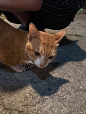 Ayaka Miyoshi Instagram - 🐈‍⬛OTSUKARESAMADESHITA🐈‍⬛