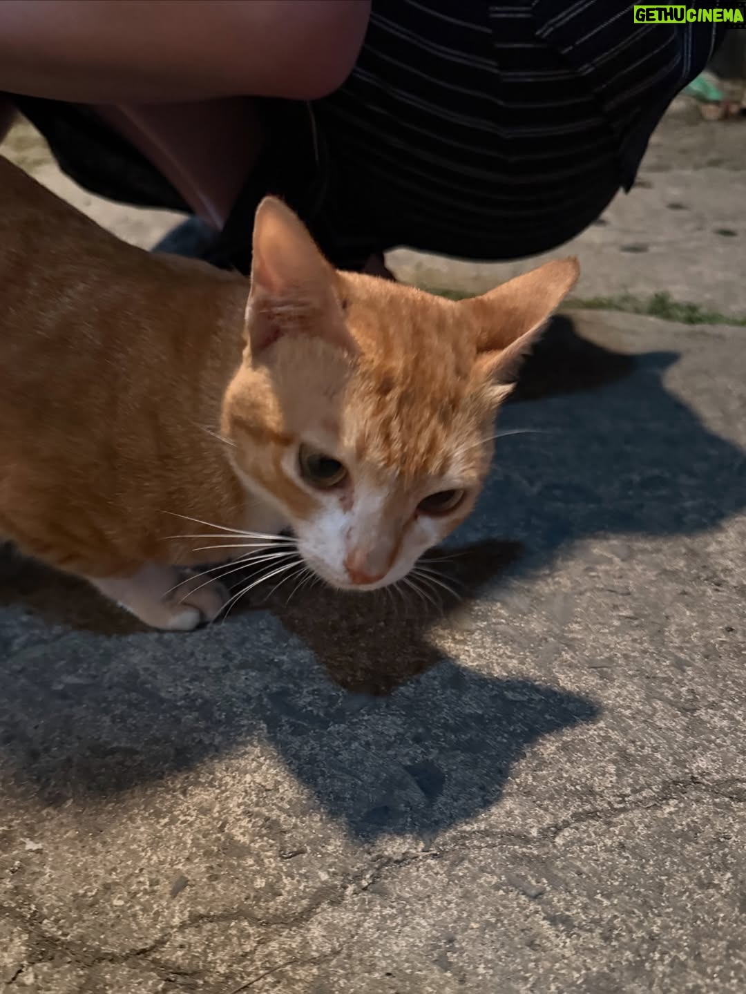 Ayaka Miyoshi - 138.9K Likes - 🐈‍⬛OTSUKARESAMADESHITA🐈‍⬛