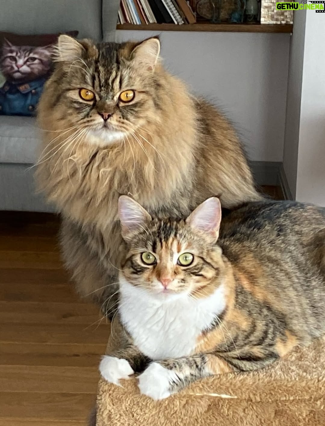Ayşegül Aldinç - 10.1K Likes - “Kediler insanları yargılamaz; şişman ya da aptal hissettirmezler!”
Canım kedilerim benim...😻🧿😽
Dünya Kediler günü kutlu olsun!
@aysegulunkedileri8 
🐾🐈🐈‍⬛
#dünyakedilergünü
#zuzu #miu
#osman #adem