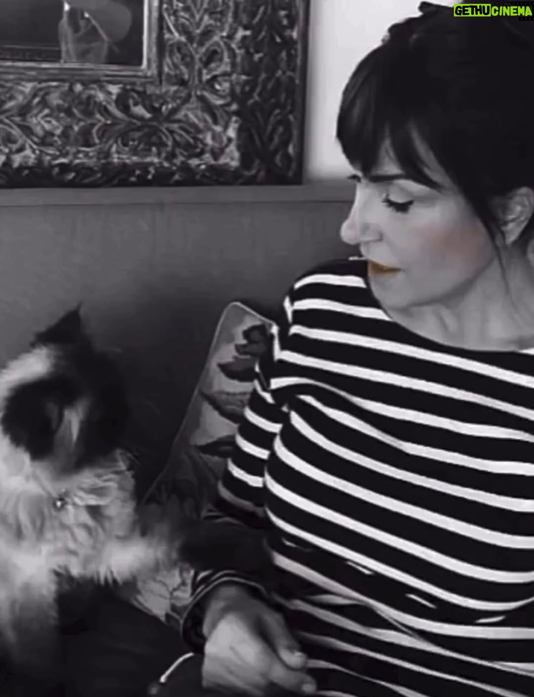 Ayşegül Aldinç - 10.1K Likes - “Kediler insanları yargılamaz; şişman ya da aptal hissettirmezler!”
Canım kedilerim benim...😻🧿😽
Dünya Kediler günü kutlu olsun!
@aysegulunkedileri8 
🐾🐈🐈‍⬛
#dünyakedilergünü
#zuzu #miu
#osman #adem