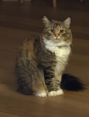 Ayşegül Aldinç Instagram - “Kediler insanları yargılamaz; şişman ya da aptal hissettirmezler!”
Canım kedilerim benim...😻🧿😽
Dünya Kediler günü kutlu olsun!
@aysegulunkedileri8 
🐾🐈🐈‍⬛
#dünyakedilergünü
#zuzu #miu
#osman #adem