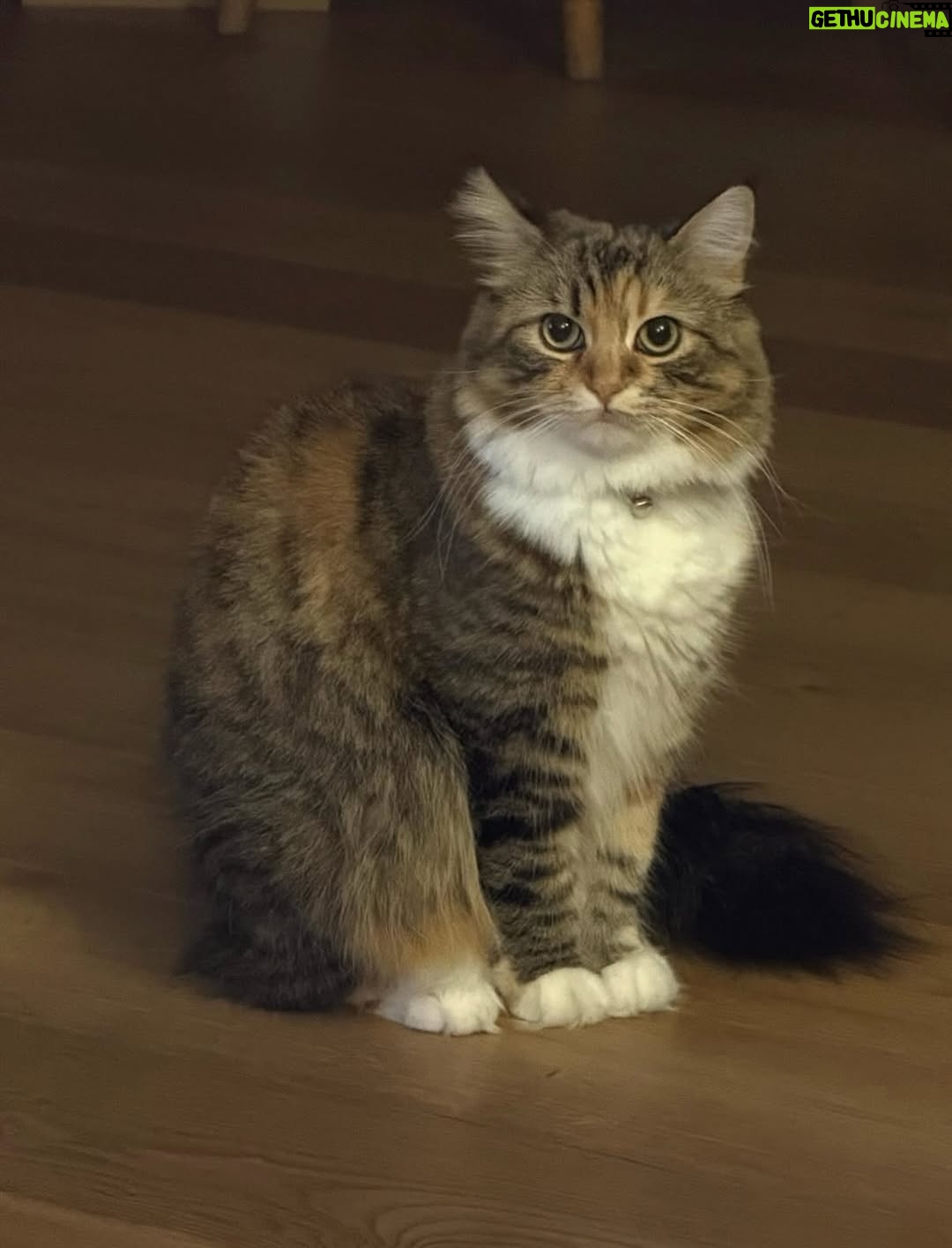 Ayşegül Aldinç - 10.1K Likes - “Kediler insanları yargılamaz; şişman ya da aptal hissettirmezler!”
Canım kedilerim benim...😻🧿😽
Dünya Kediler günü kutlu olsun!
@aysegulunkedileri8 
🐾🐈🐈‍⬛
#dünyakedilergünü
#zuzu #miu
#osman #adem