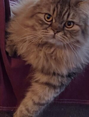 Ayşegül Aldinç Instagram - “Kediler insanları yargılamaz; şişman ya da aptal hissettirmezler!”
Canım kedilerim benim...😻🧿😽
Dünya Kediler günü kutlu olsun!
@aysegulunkedileri8 
🐾🐈🐈‍⬛
#dünyakedilergünü
#zuzu #miu
#osman #adem